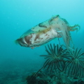   took this pic lembeh straits cuttlefish swims trought me look mouth.. what interesting he just eat baby rays mouth  
